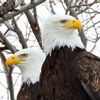 Bald Eagles Realize NYC Is Crappy Place To Raise Kid, Fail To Breed